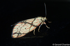 Barsilene pallinflexa