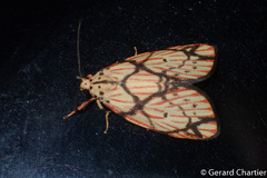 Barsilene pallinflexa