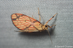 Barsilene pallinflexa