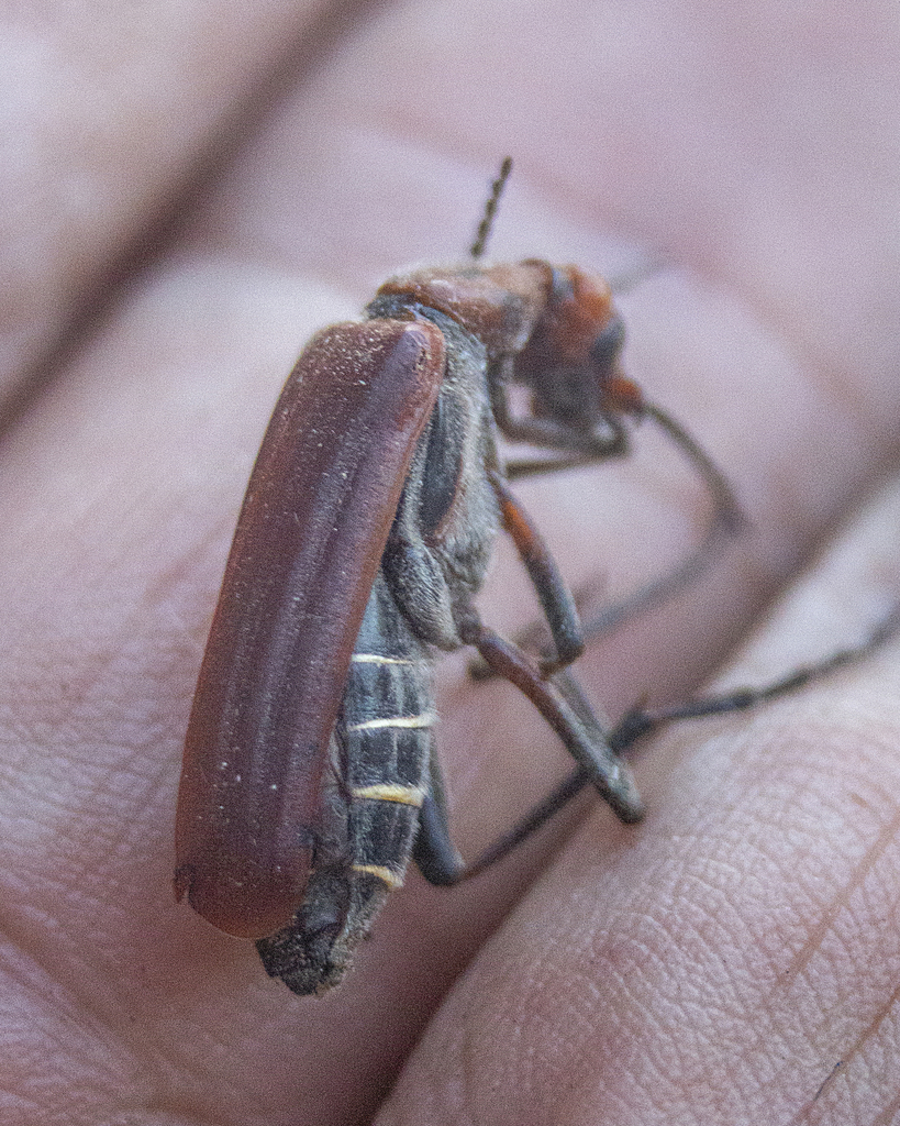 Pyrota Lineata Pyrota from Culiacán, Sin., México on August 5, 2024 at 11:04 AM by ...
