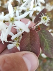Amelanchier interior