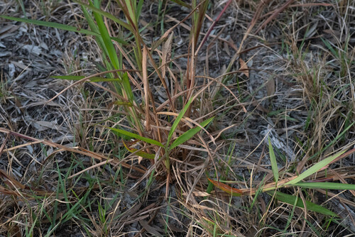 Image of Ischaemum triticeum by (c) Lewis, some rights reserved (CC BY-SA)