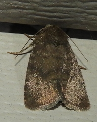 Pseudorthodes vecors