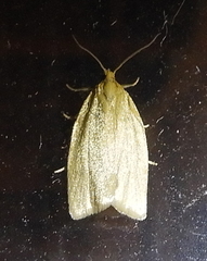 Clepsis clemensiana