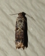 Eucosma ochroterminana