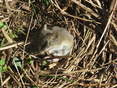 Oligoryzomys flavescens