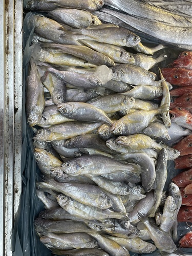 Yellow Croaker