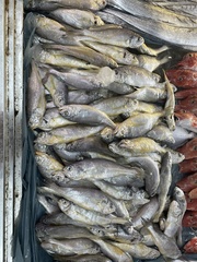 Little Yellow Croaker photo 1