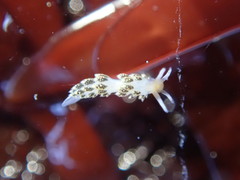 Diaphoreolis flavovulta