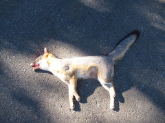Urocyon cinereoargenteus californicus