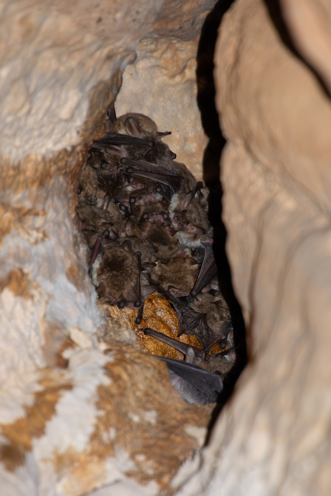 Hovel's Myotis