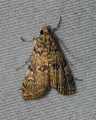 Elophila gyralis