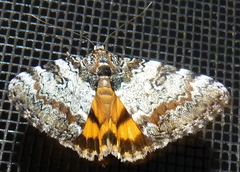 Catocala connubialis