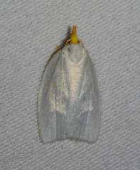 Cenopis pettitana