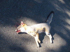 Urocyon cinereoargenteus californicus