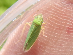 Draeculacephala crassicornis