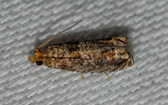 Epiblema abruptana