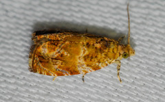 Olethreutes olivaceana