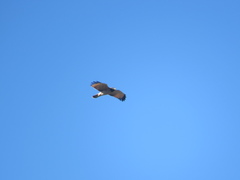 Rupornis magnirostris