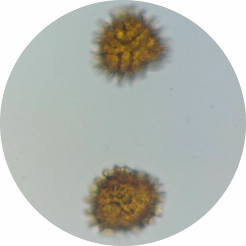 Fossombronia pusilla