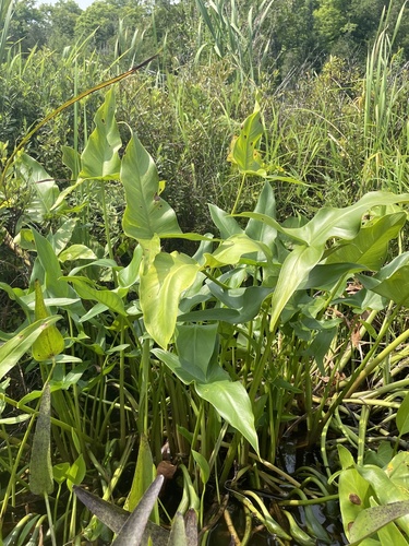 green arrow arum (Peltandra virginica)