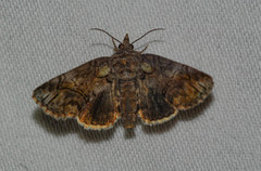 Paectes pygmaea