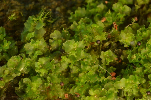 Fossombronia pusilla
