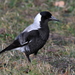 Tasmanian White-backed Magpie - Photo (c) Alan Melville, some rights reserved (CC BY-NC-ND), uploaded by Alan Melville