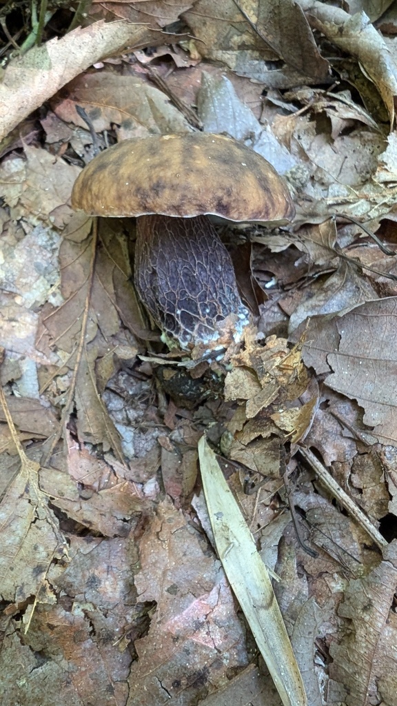 Boletus violaceofuscus · August 2024 · photo: © atsushi_nakajima_cirque (iNaturalist, cc-by)