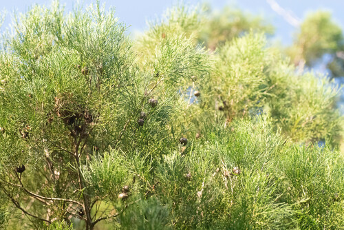Image of Callitris columellaris by (c) Lewis, some rights reserved (CC BY-SA)