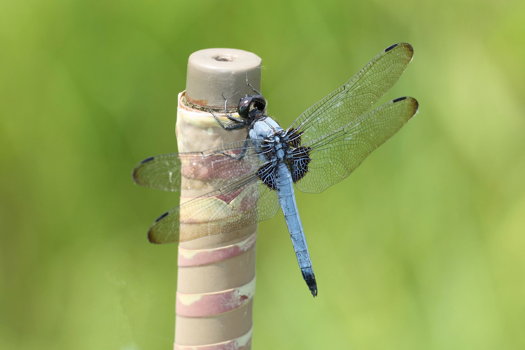 Greater Blue Skimmer
