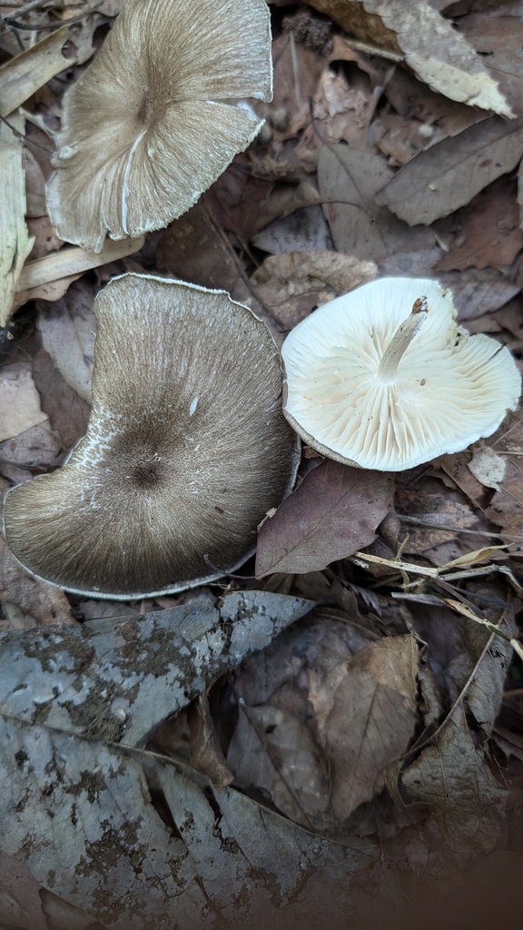 Megacollybia clitocyboidea · August 2024 · photo: © atsushi_nakajima_cirque (iNaturalist, cc-by)
