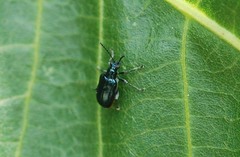 Lema concinnipennis