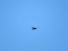 Parabuteo unicinctus
