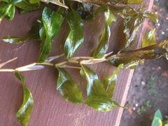 Potamogeton praelongus