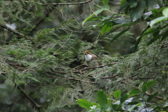 Pterorhinus ruficeps