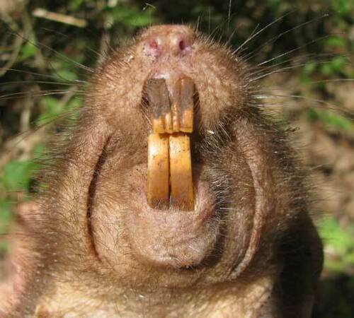 Hispid Pocket Gopher