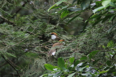 Pterorhinus ruficeps