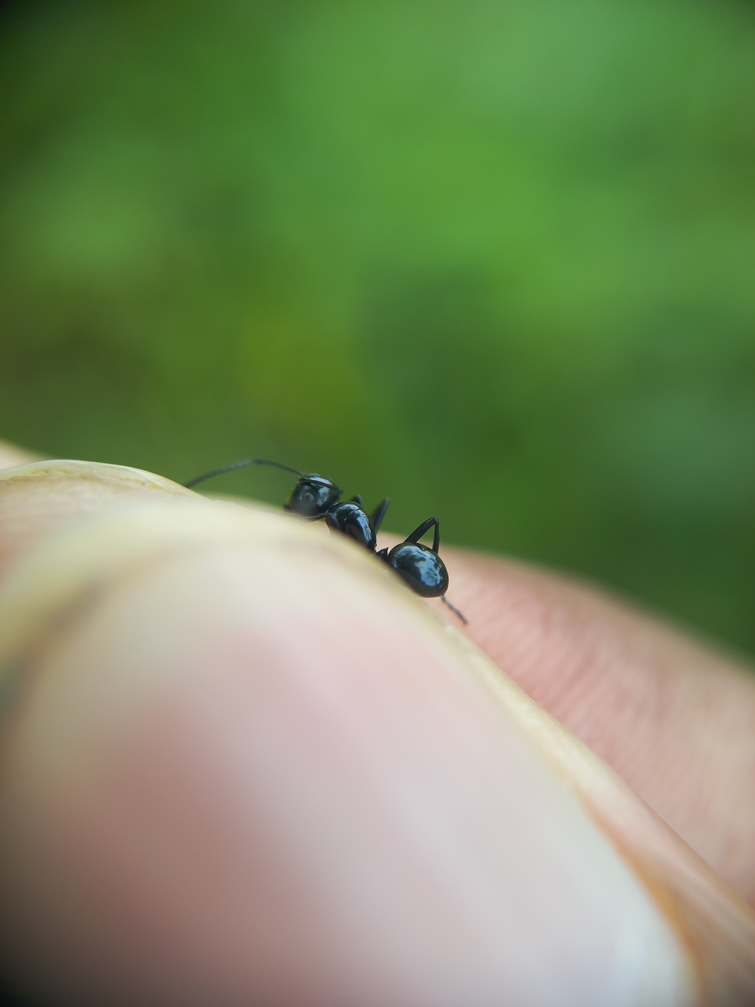Polyrhachis pagana