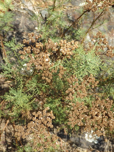 Achillea chamaemelifolia, photograph 5