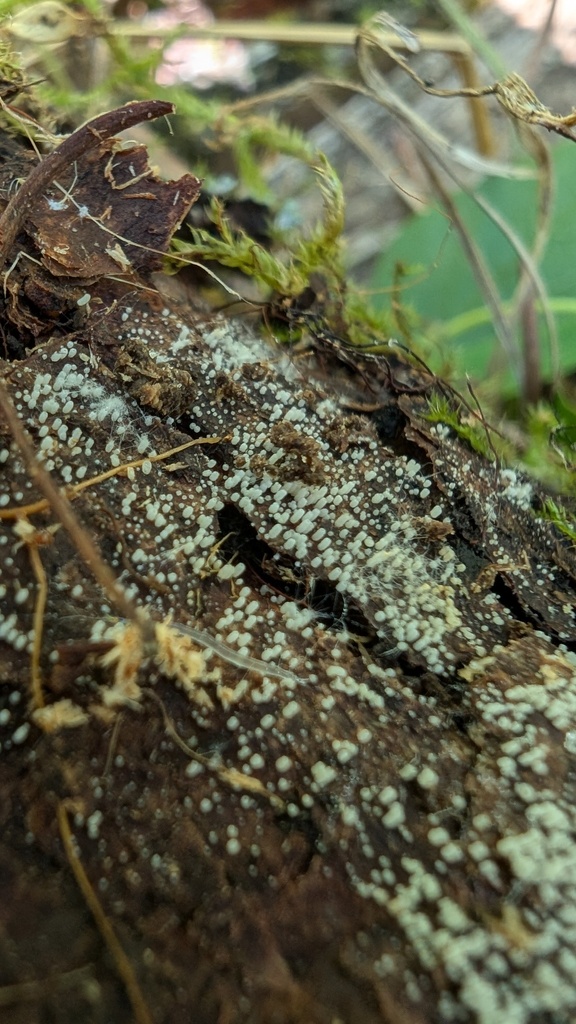 Henningsomyces candidus · August 2024 · photo: © atsushi_nakajima_cirque (iNaturalist, cc-by)