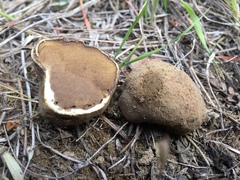 Rhizopogon salebrosus