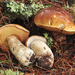California King Bolete - Photo (c) noah_siegel, some rights reserved (CC BY-NC-SA), uploaded by noah_siegel