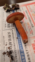 チチタケ