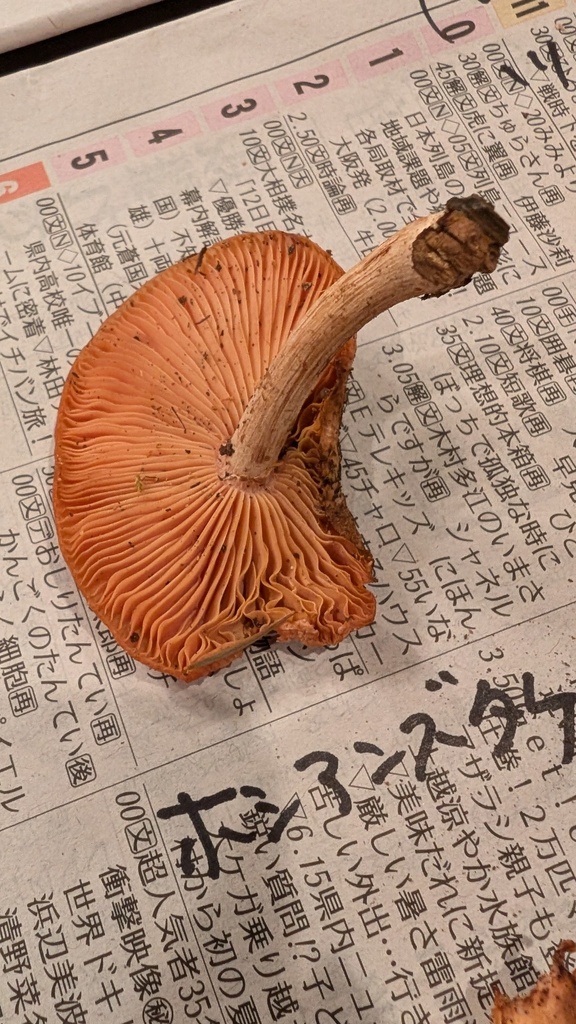 Rhodotus palmatus · August 2024 · photo: © atsushi_nakajima_cirque (iNaturalist, cc-by)