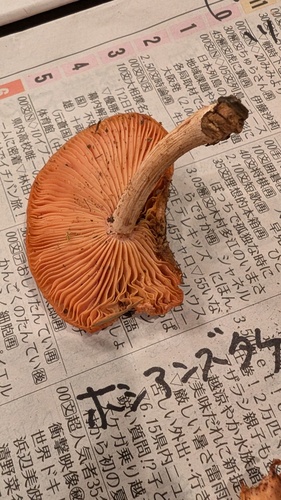 ホシアンズタケ