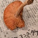 ホシアンズタケ