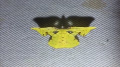 Corymica spatiosa