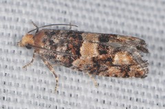 Eucopina tocullionana