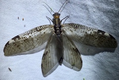 Neochauliodes fraternus